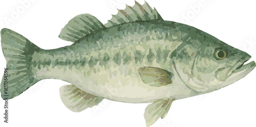 Vector watercolor illustration of a bass fish