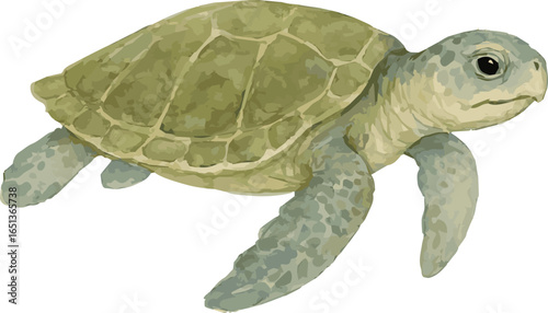 Vector watercolor illustration of a kemp’s Ridley  sea turtle