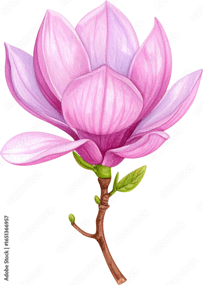 Naklejka premium pink and purple magnolia blossom is depicted in a delicate watercolor style against a stark black background. The partially opened flower shows soft, gradient petals and a small green leaf attached to