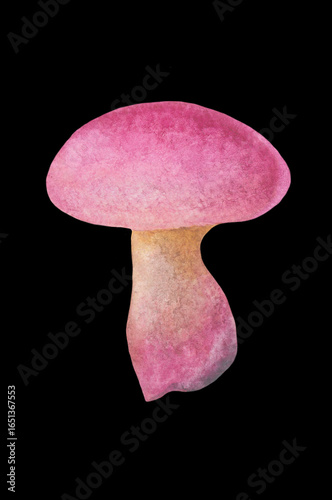 pink mushroom isolated on black background