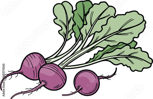 vector illustration of a radish