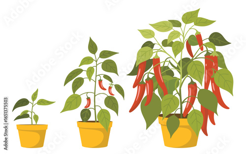 Three potted chili pepper plants showing stages of growth and harvest