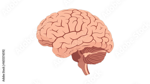 Detailed human brain illustration for medical study and science education purposes