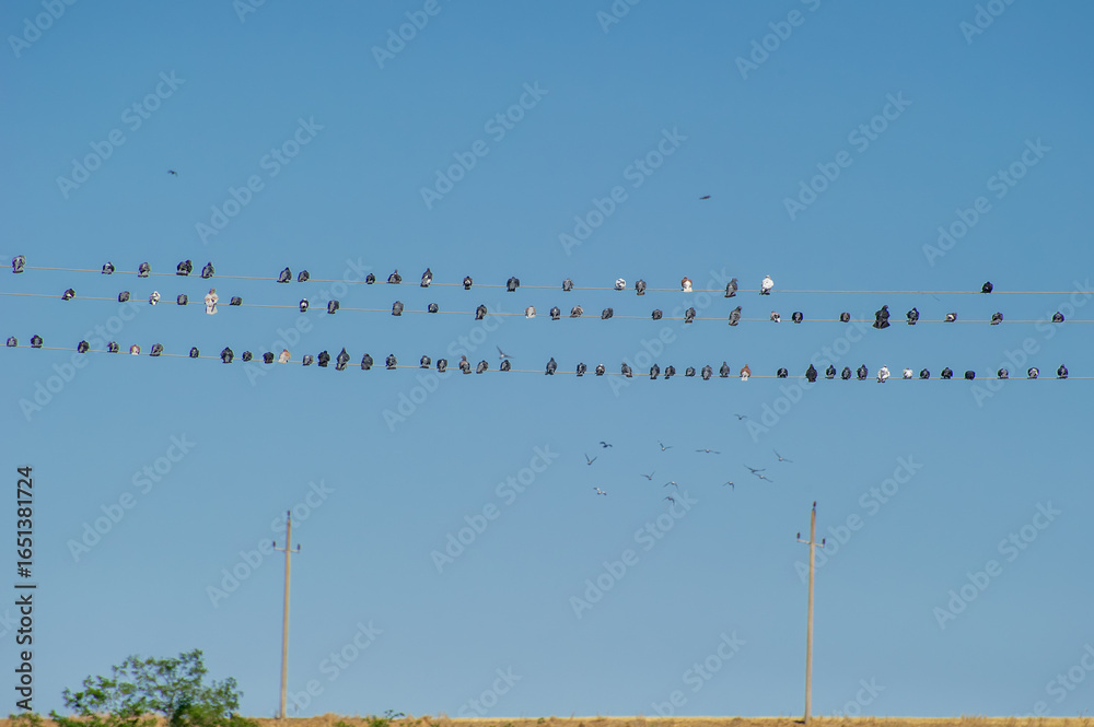 Obraz premium Dozens of pigeon birds perch in neat rows on parallel power lines beneath a clear blue sky, with a few in flight nearby.