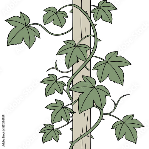 Illustration of a climbing ivy plant winding around a wooden support beam