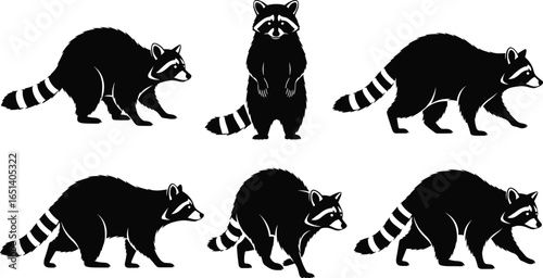 Black and white raccoon illustrations in various poses, striped tails, masked faces, wildlife animal vector art, forest creature silhouette design