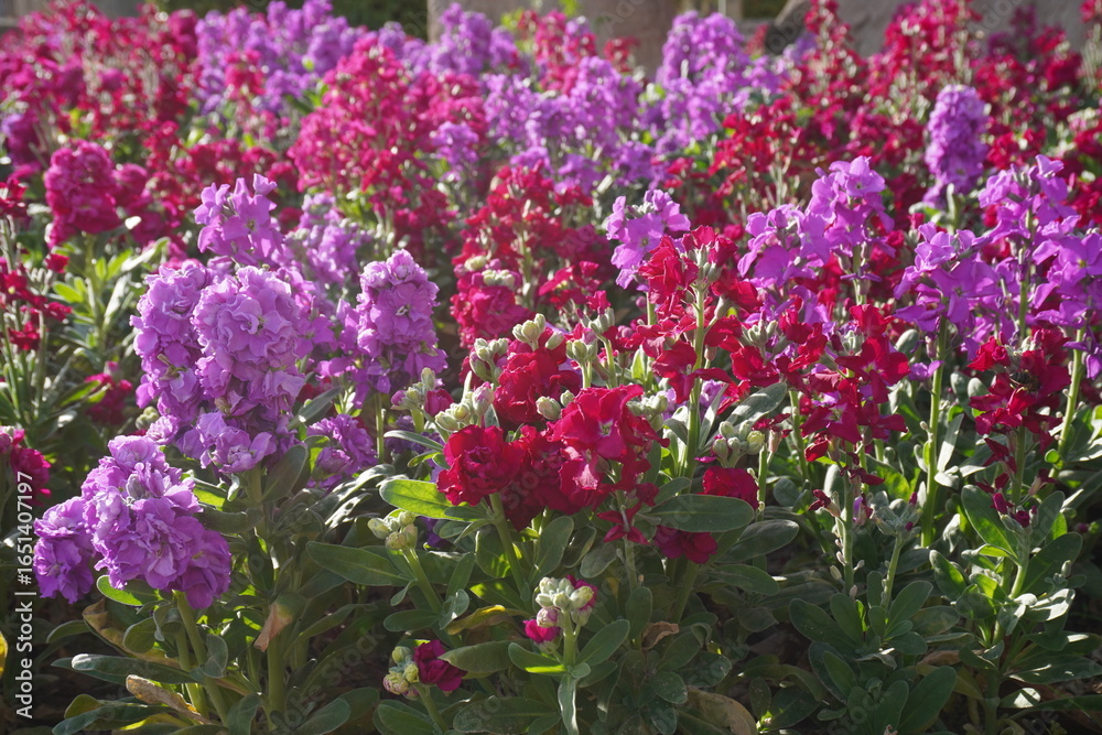 Fototapeta premium Red and purple Brompton stock or common stock (Matthiola incana)
