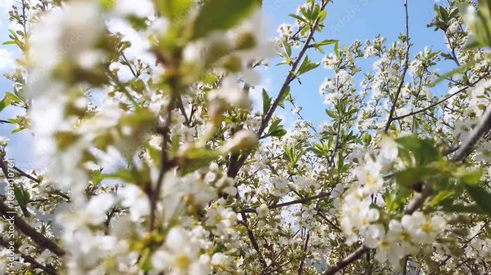 Cherry tree in full bloom with delicate pink flowers, creating a serene spring scene. Perfect for nature, garden, floral, and seasonal-themed projects. Cherry tree in full bloom with delicate pink flowers, creating a serene spring scene. Perfect for nature, garden, floral, and seasonal-themed projects.
