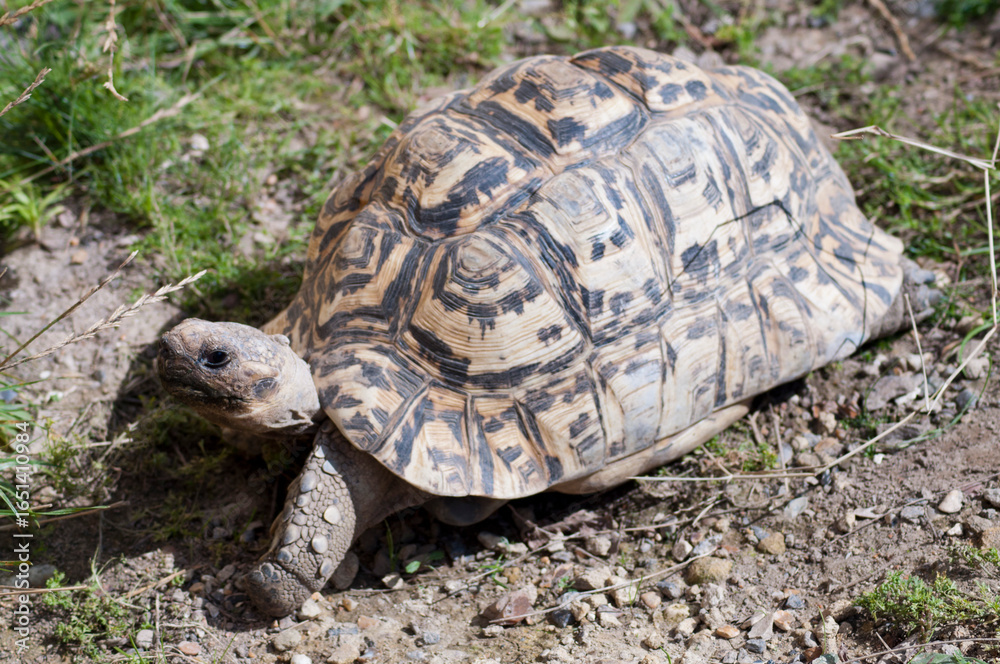 Obraz premium Tortoise 