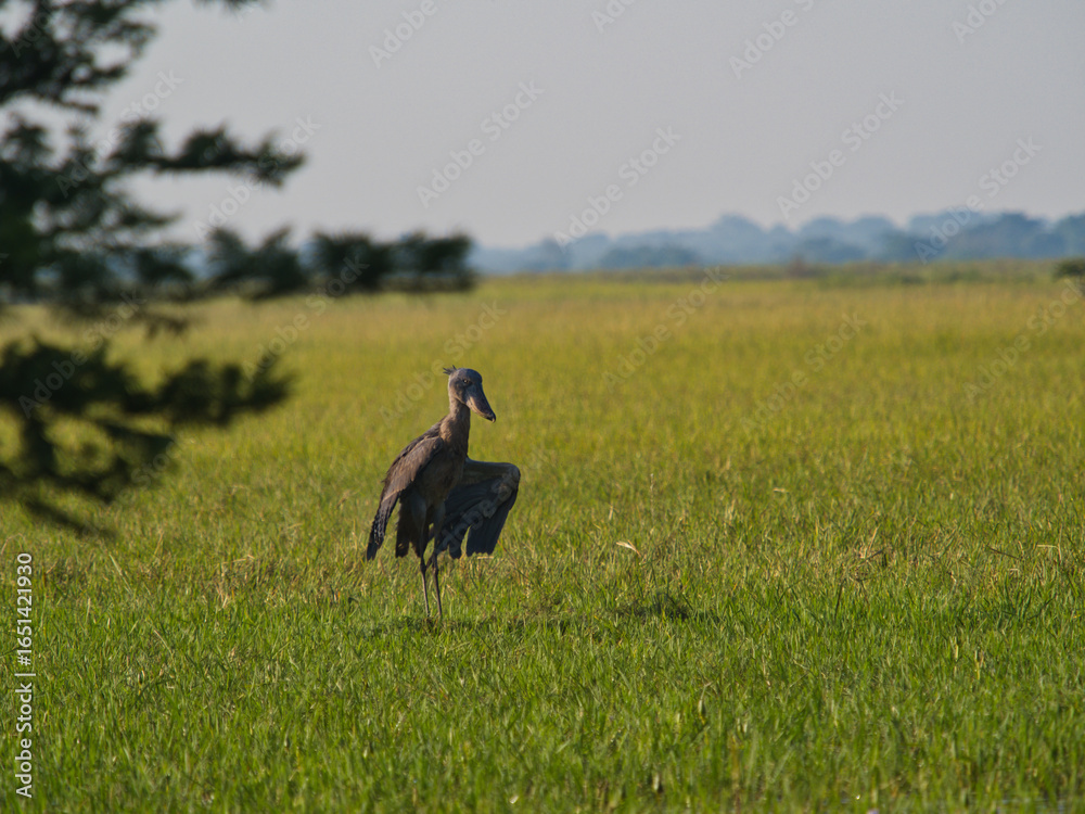 Fototapeta premium Shoebill stork standing tall in grassy wetland habitat