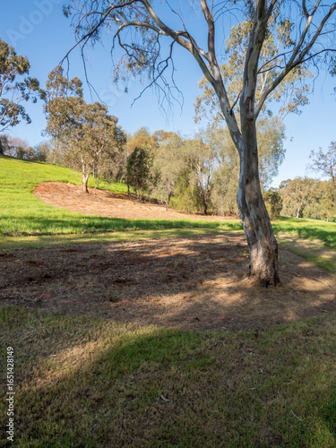vibrant photos of Playford's landscape transformation. Showcase grant-funded revegetation, mass plantings, and biodiversity at Craigmore Park. Capture spring meadows, young forests