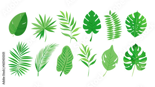 Tropical leaves vector illustration set jungle leaf collection botanical foliage design elements green plants art