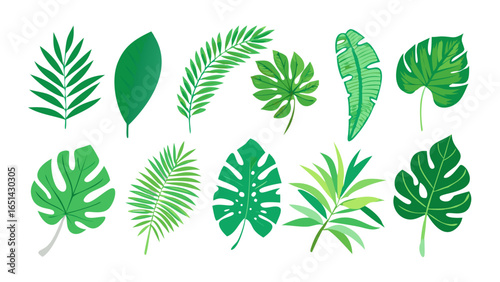 Green tropical leaves vector illustration of monstera palm leaf jungle foliage plant nature exotic design 100