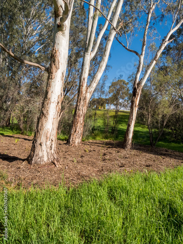 vibrant photos of Playford's landscape transformation. Showcase grant-funded revegetation, mass plantings, and biodiversity at Craigmore Park. Capture spring meadows, young forests