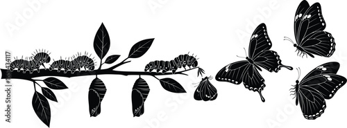Vector art of butterfly life cycle isolated on white background