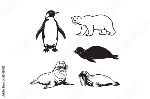 Arctic and antarctic animals collection illustration