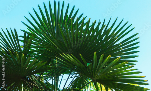 Palm leaves