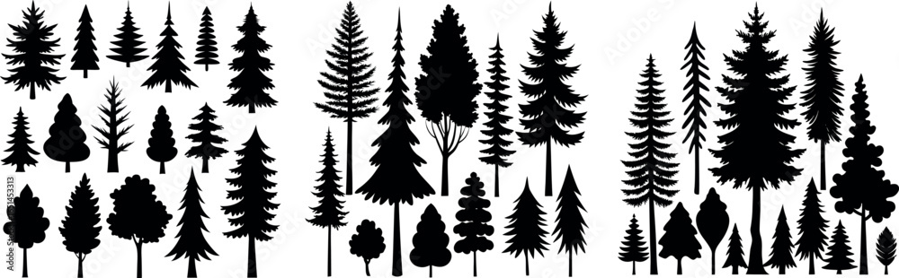 Fototapeta premium Spruce Tree Silhouette Growing in Forest – Evergreen Tree Vector Illustration