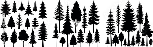 Spruce Tree Silhouette Growing in Forest – Evergreen Tree Vector Illustration