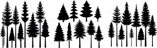 Spruce Tree Silhouette Growing in Forest – Evergreen Tree Vector Illustration