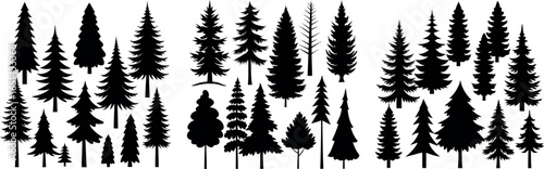Silhouettes of evergreen trees in a forest setting
