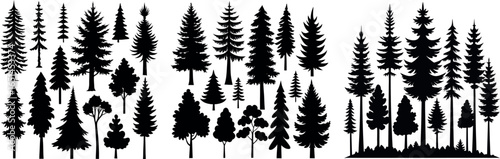 Silhouettes of evergreen trees in a forest setting
