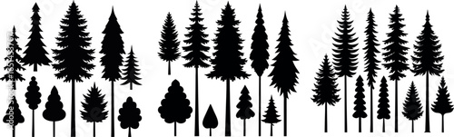 Silhouettes of evergreen trees in a forest setting	
