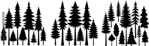 Silhouettes of evergreen trees in a forest setting	
