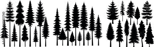 Silhouettes of evergreen trees in a forest setting	
