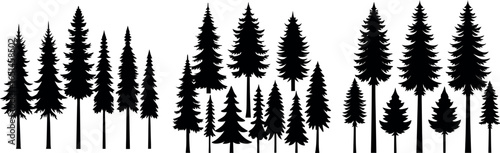 Spruce Tree Silhouette Growing in Forest – Evergreen Tree Vector Illustration