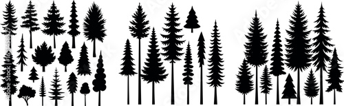 Spruce Tree Silhouette Growing in Forest – Evergreen Tree Vector Illustration