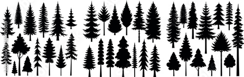 Spruce Tree Silhouette Growing in Forest – Evergreen Tree Vector Illustration