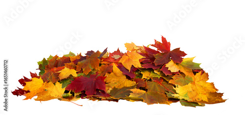 Vibrant fall colors . Autumn maple leaves isolated on transparent background