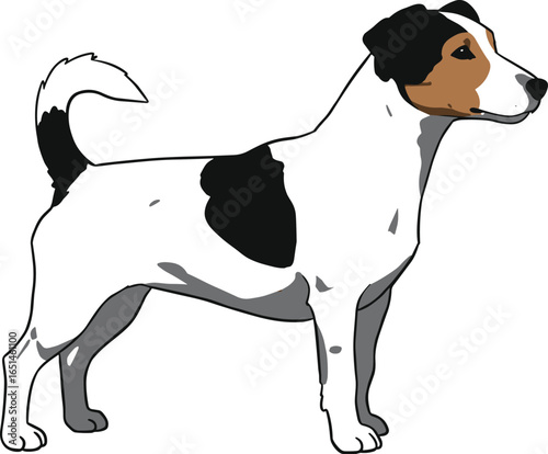 Jack Russell Terrier, side view dog, vector illustration, pet animal, white background, breed drawing, stock content