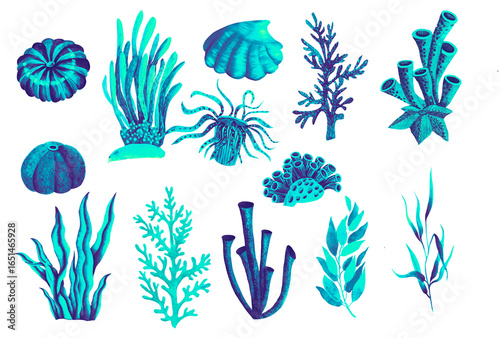 Seaweed, shells and corals. Color Graphic Illustration