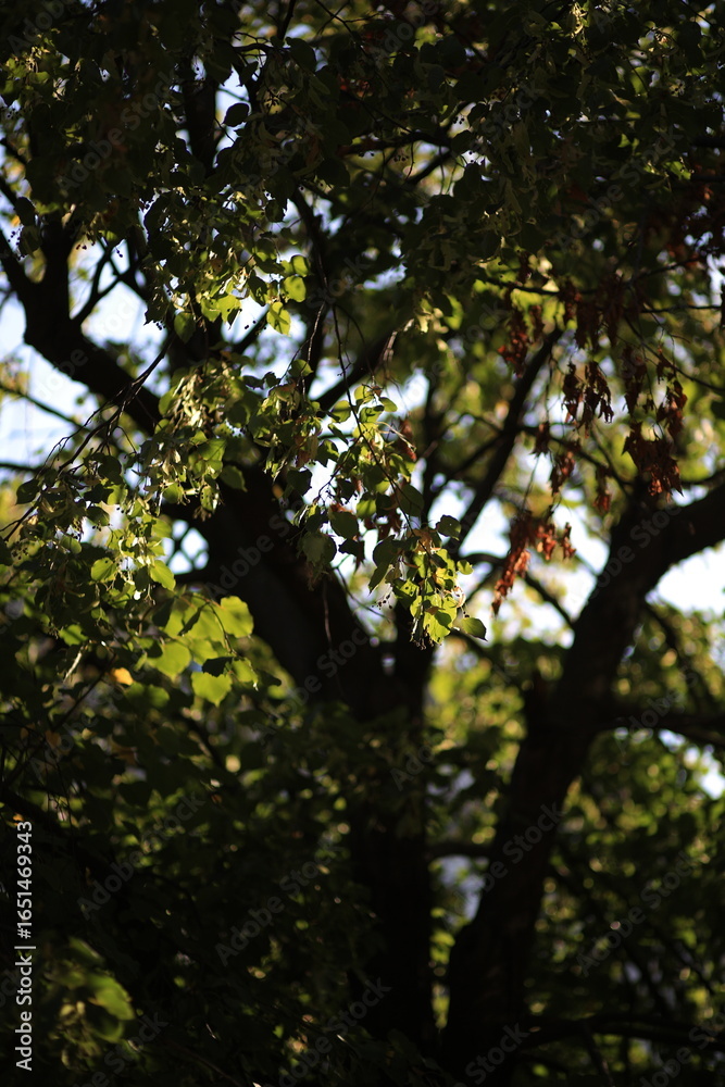 Fototapeta premium trees in the forest