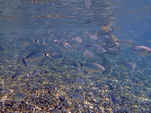 Fondale marino Capo Calavà 695