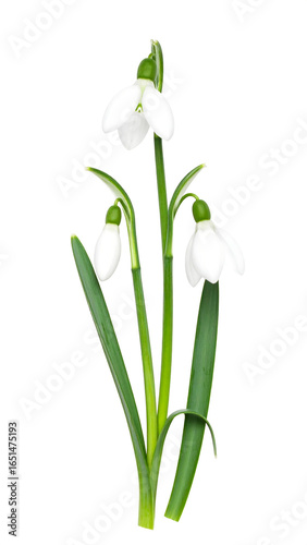 Wallpaper Mural Spring snowdrop flowers image Torontodigital.ca