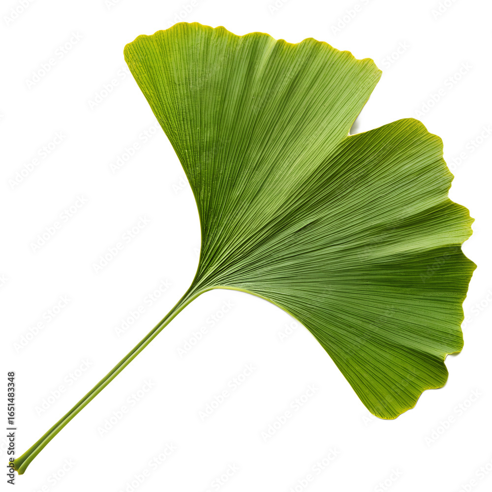 Fototapeta premium Ginkgo biloba leaf isolated on transparent background, fan-shaped herbal medicine symbol with veins