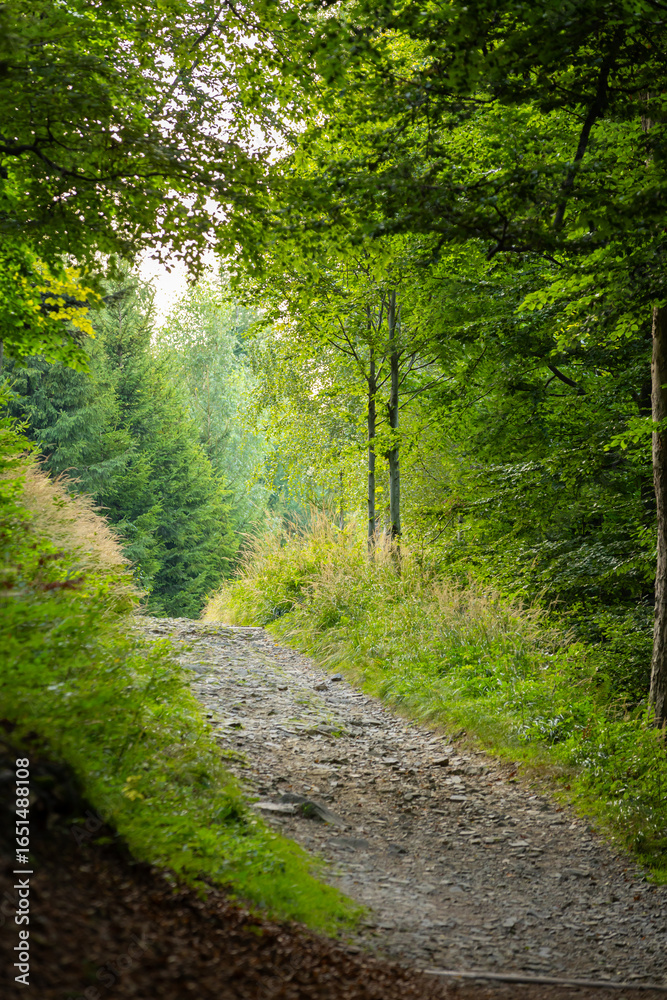 Fototapeta premium Zielona leśna ścieżka w górach Beskidach w Polsce (Bielsko-Biała), tło lub tapeta do projektu 