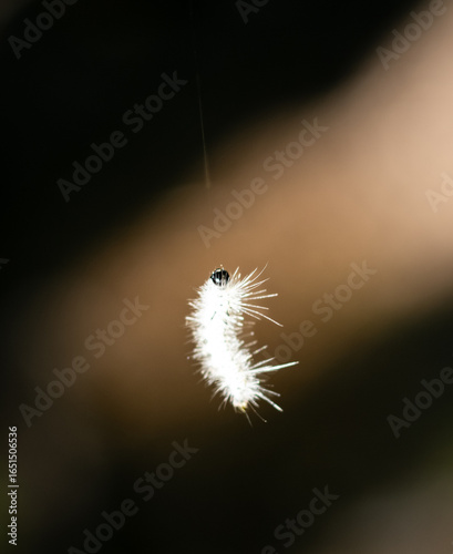 an insect dangling from a fine line of silk