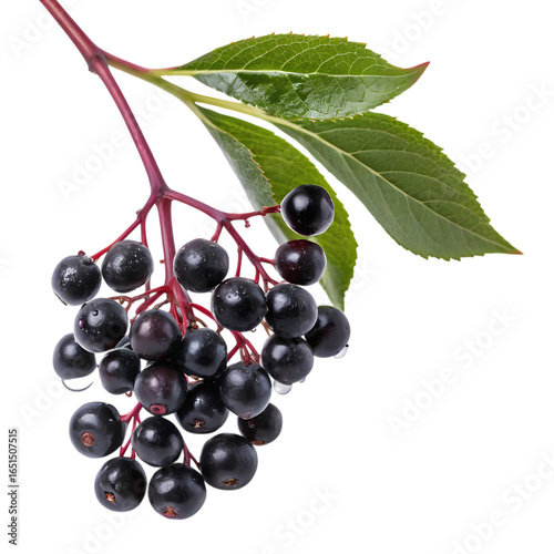 Elderberry branch with leaves isolated on transparent background