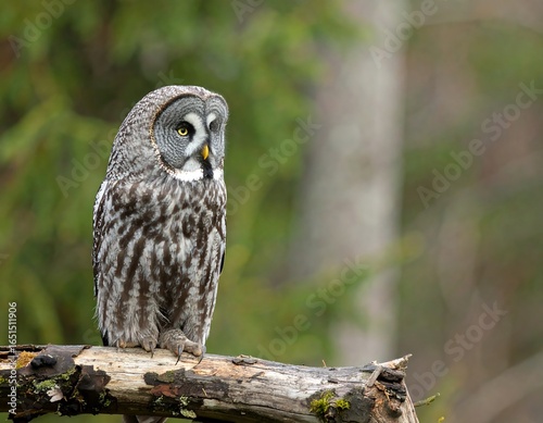 Wallpaper Mural Gray owl perched on branch in forest Torontodigital.ca