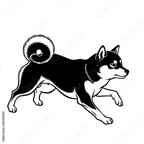 Black and white shiba inu dog in running pose. Cute purebred mascot or animal illustration for pet shop or veterinary clinic. Vector drawing