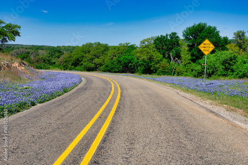 Hill Country Texas Road with Bluebonnets