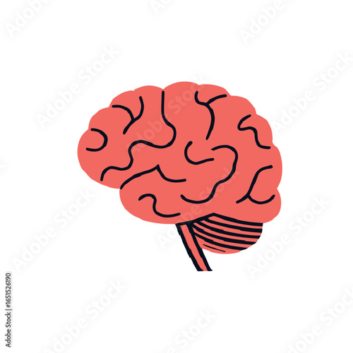 Human Brain Anatomy
