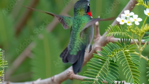 Ruby throated hummingbird on a branch