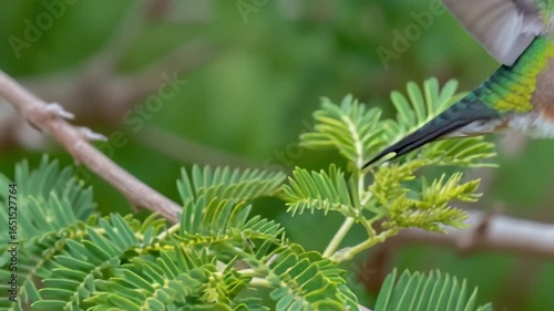 Ruby throated hummingbird on branch close