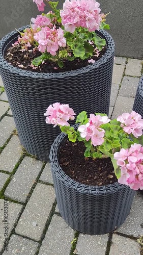Blooming flowers moving with the wind in concrete flowerpots. Geranium, pelargonium