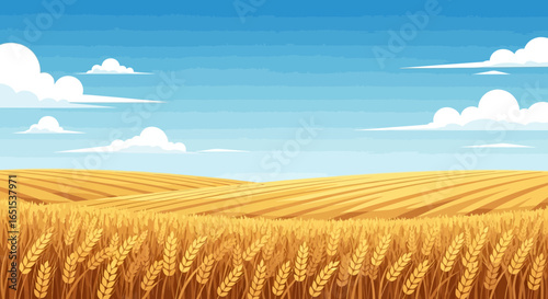 Golden Wheat Field Landscape Under Blue Sky With Clouds Illustration